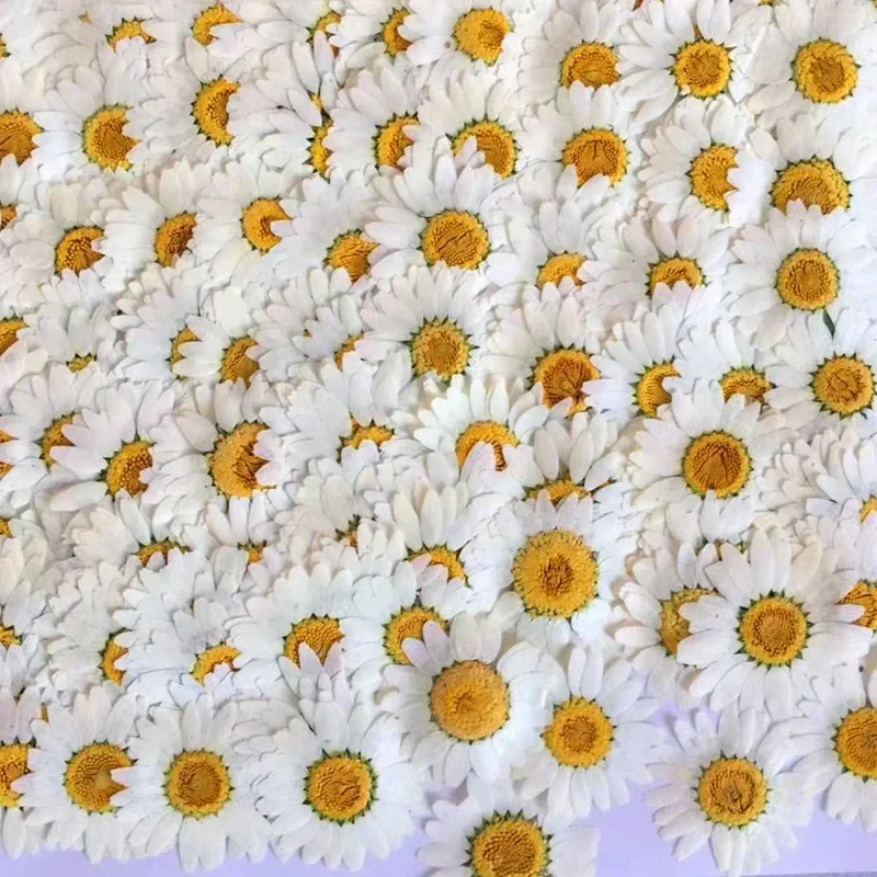 60X pressé séché naturel blanc - Dried Flower Bookmark avis et prix