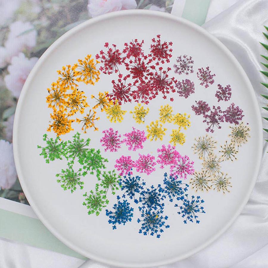 Fleurs séchées Ammi Majus, pla - Dried Flower Bookmark avis et prix